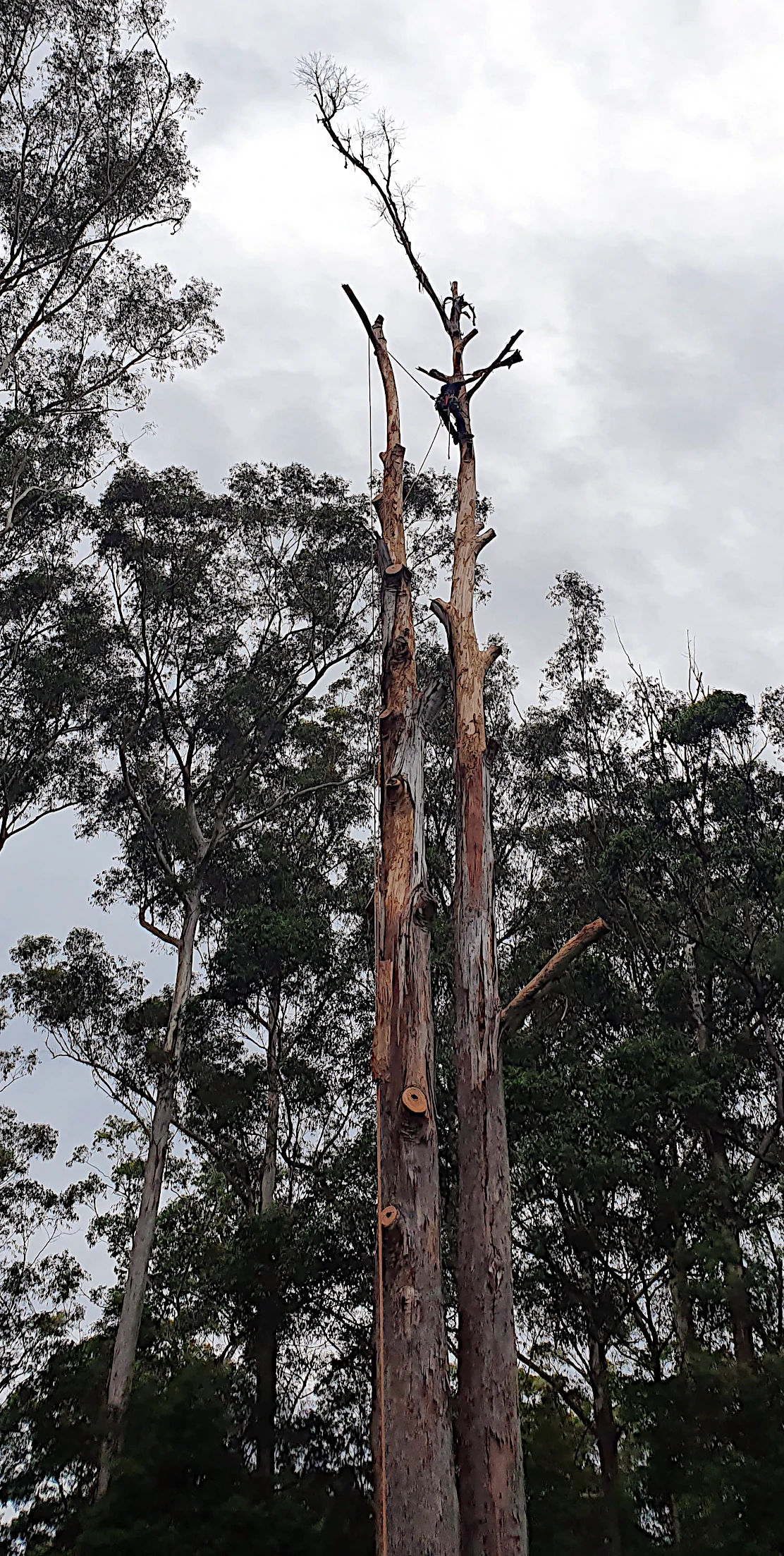 Dead Eucalypt