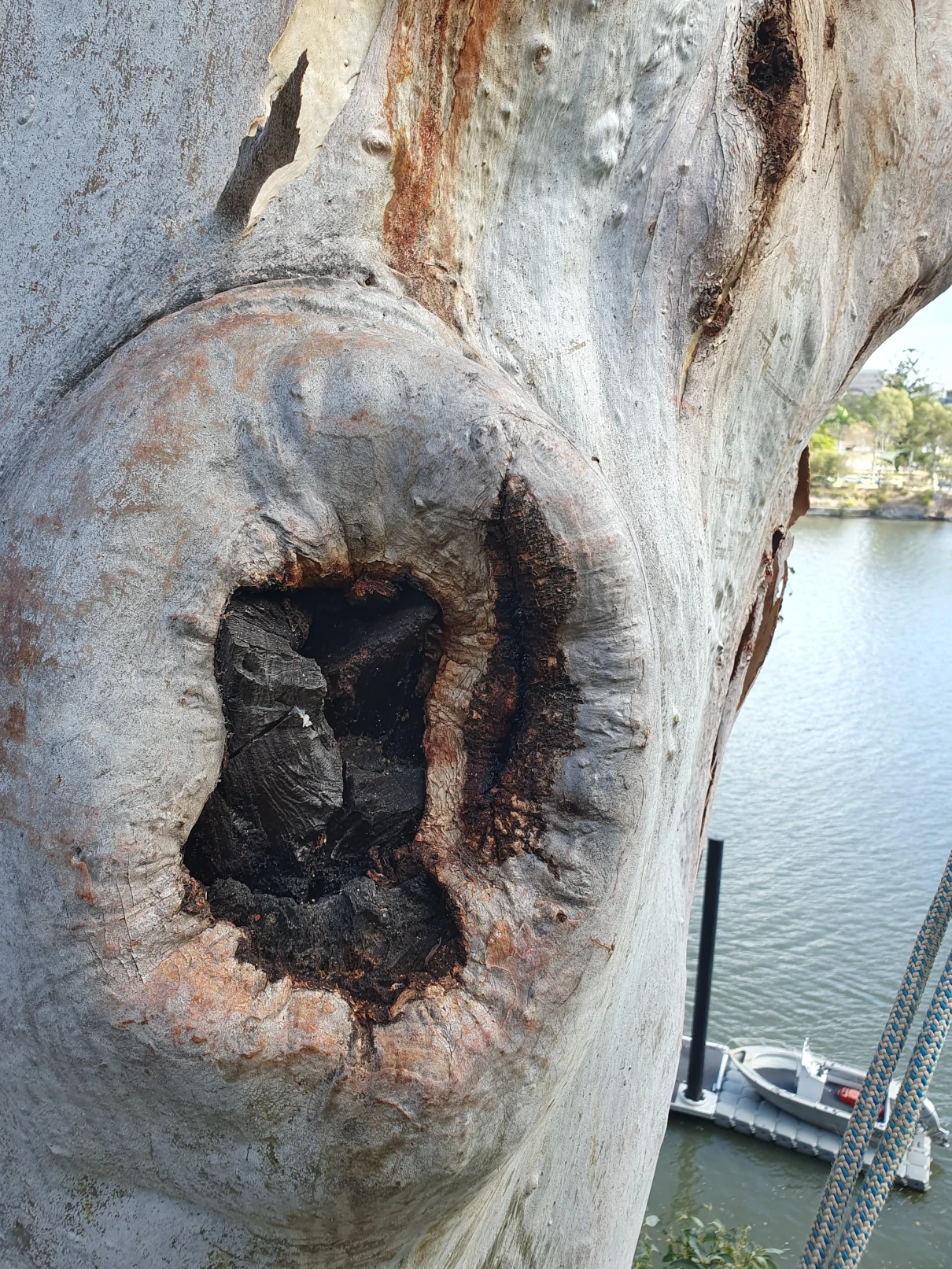 Making a nesting hollow, step 1
