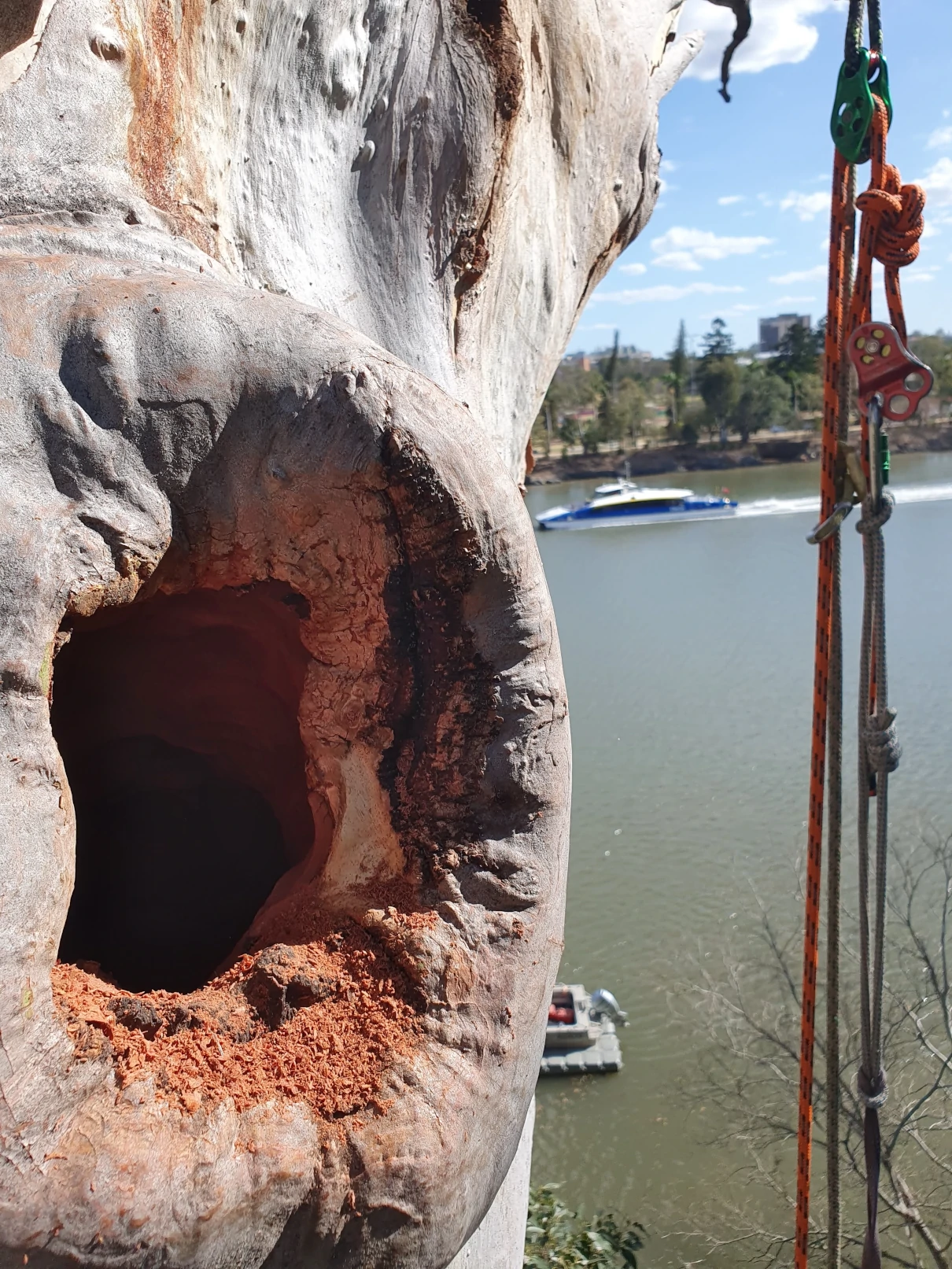 Making a nesting hollow, step 2