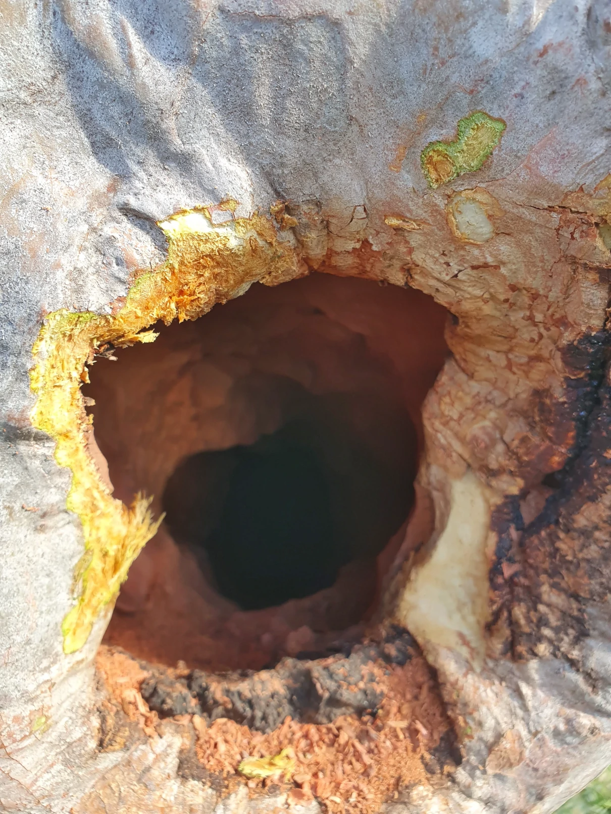 Making a nesting hollow, step 3