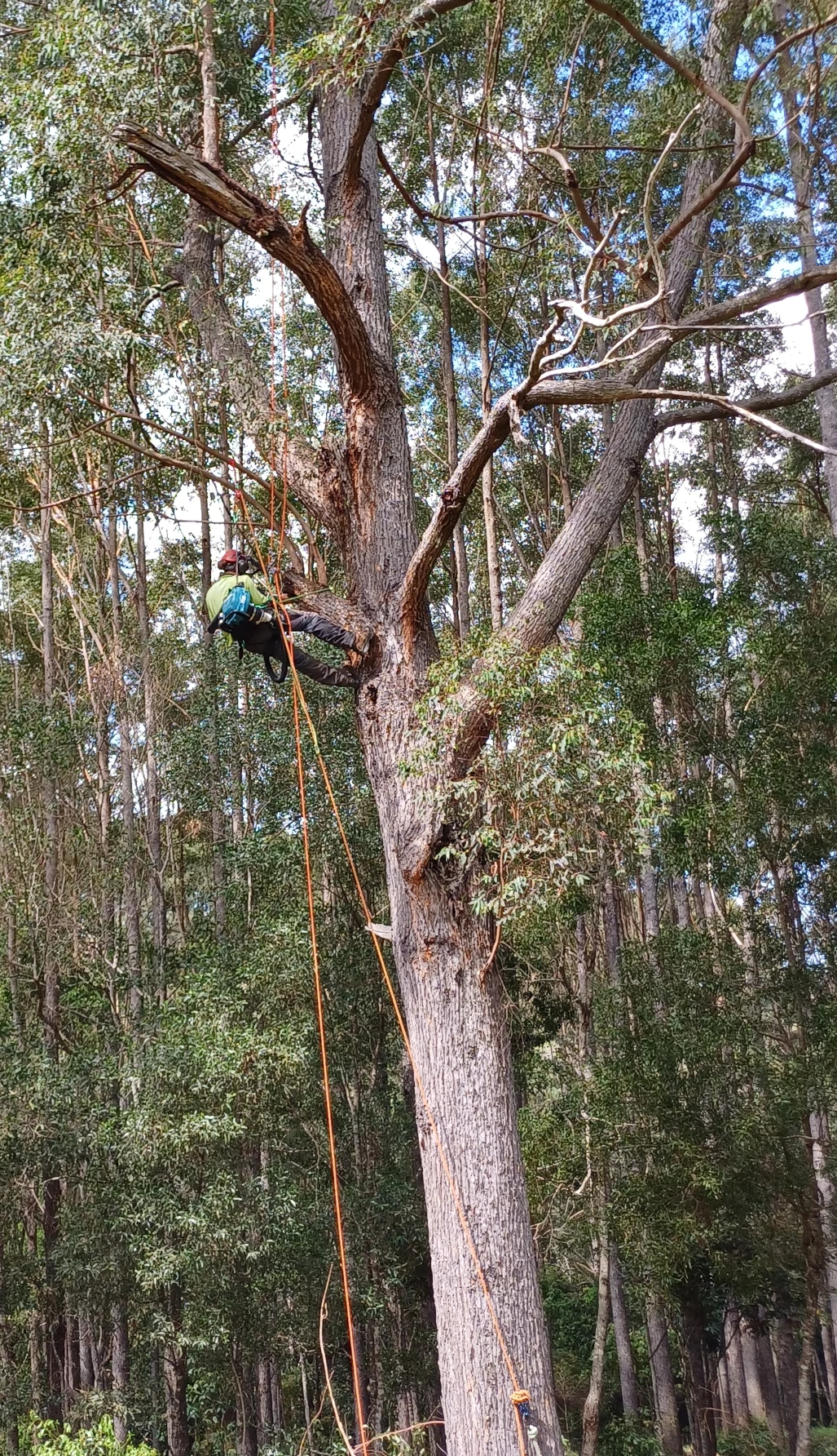 Making a nesting hollow, step 1