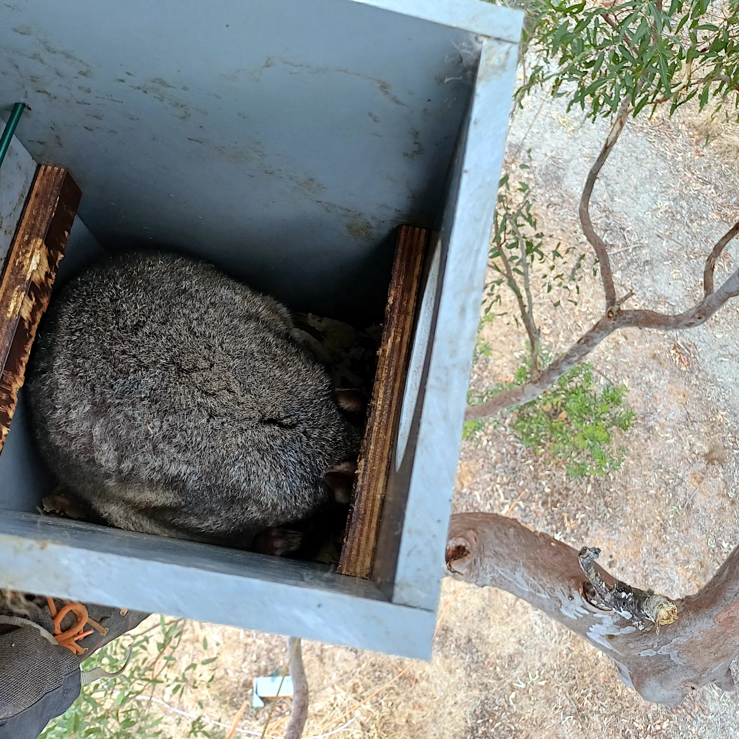 Nesting Box with occupant