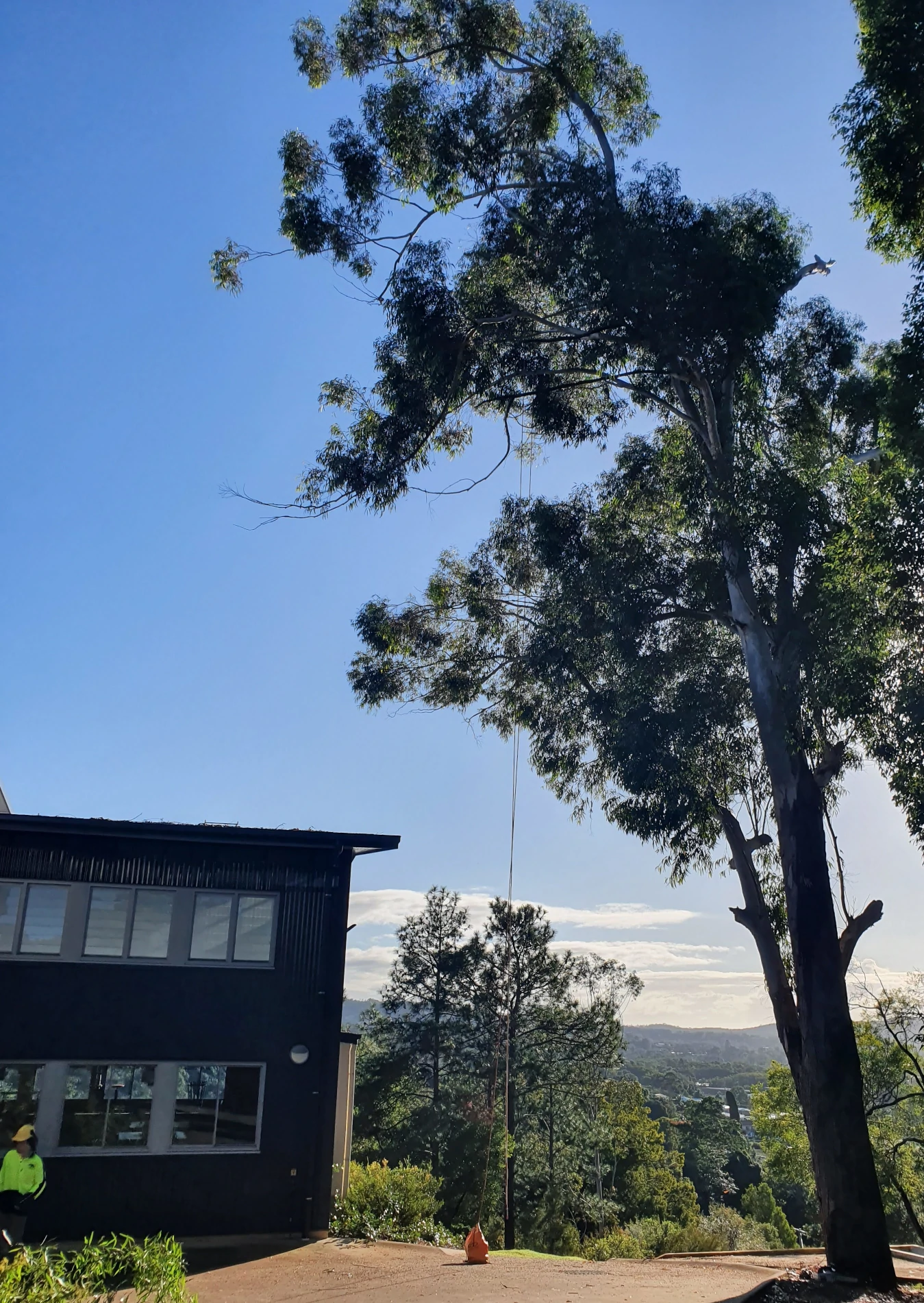 Pruning 1a